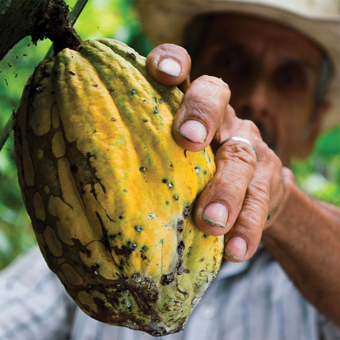 Domori-raccolta-cacao-680x680px