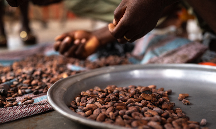 Domori-tostatura-cacao-720x432px