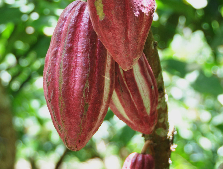 Domori-cabosse-mature-albero-720x544px