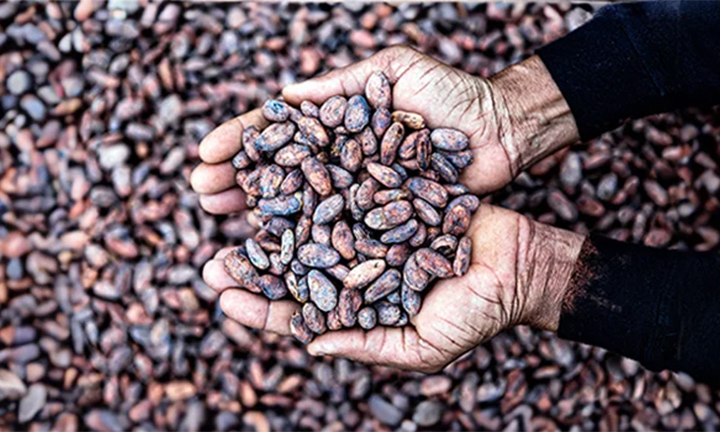 InsideIRCA-sustainability-cocoa-720x432px