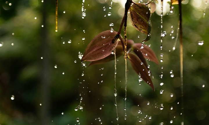 Ravifruit-water-image-720x432px