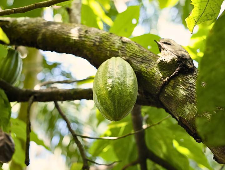Domori - Venezuela - Cabossa