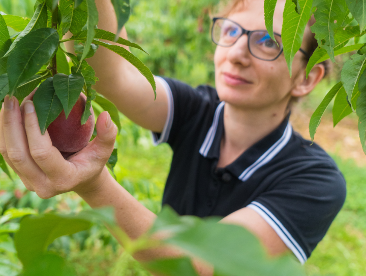 Ravifruit - farmers - partnership