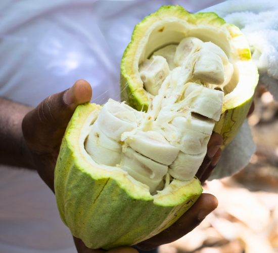 Criollo mission Domori