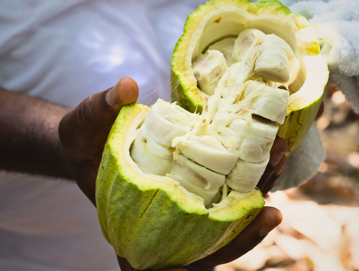 Domori - Criollo - Cabossa