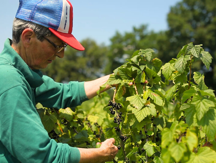 Ravifruit - working farmers