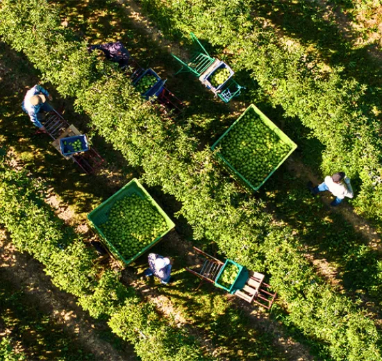 Produttori di frutta